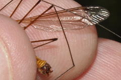 Tipula bezzii