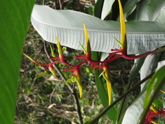 Heliconia richardiana