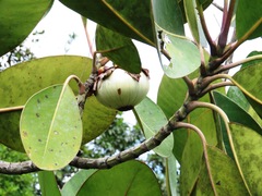 Clusiaceae