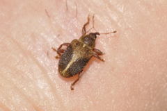 Lignyodes enucleator