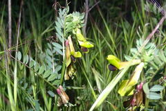 Vicia melanops
