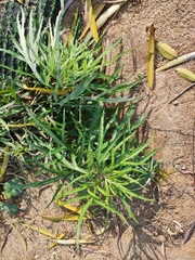 Artemisia selengensis