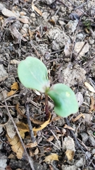 Impatiens glandulifera