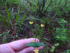 Hypericum gymnanthum