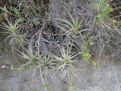 Tillandsia incarnata
