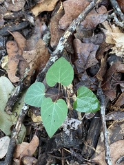 Matelea edwardsensis