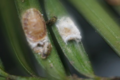 Pulvinaria floccifera