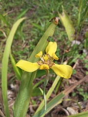 Trimezia steyermarkii