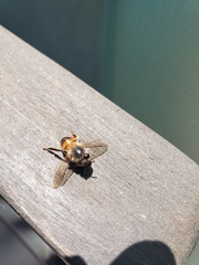 Apis mellifera