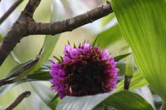 Elleanthus capitatus