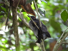 Hypothymis azurea oberholseri