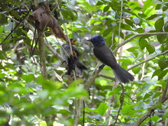 Hypothymis azurea oberholseri