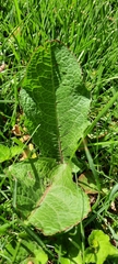 Rumex obtusifolius obtusifolius