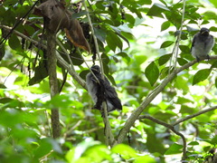 Hypothymis azurea oberholseri