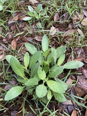 Ruellia metziae
