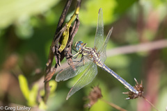 Orthetrum icteromelas