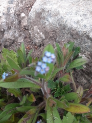 Myosotis sylvatica