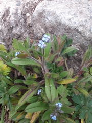 Myosotis sylvatica