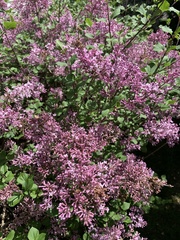 Syringa meyeri