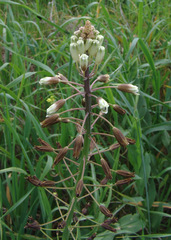 Bellevalia warburgii