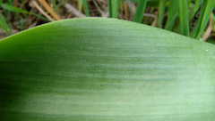 Bellevalia warburgii