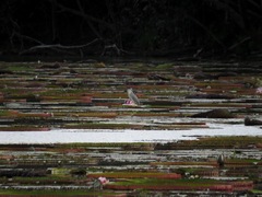 Victoria amazonica