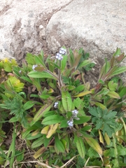Myosotis sylvatica