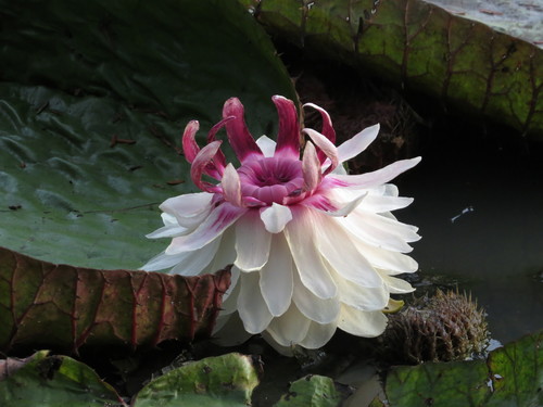 Victoria amazonica