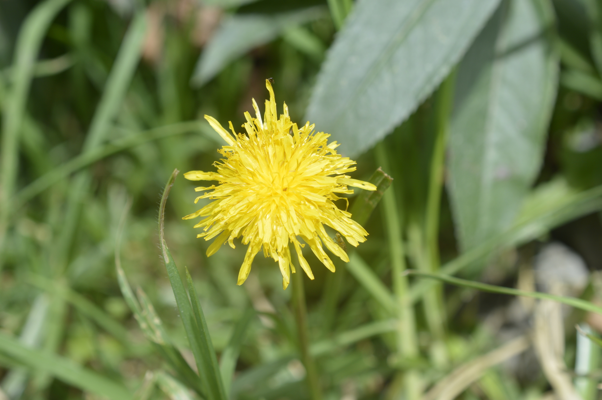 Taraxacum image