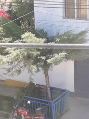 Tracheophyta