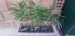 Zingiber officinale