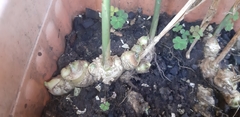 Zingiber officinale