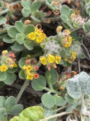 Acmispon heermannii orbicularis