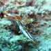 Hypselodoris regina - Photo (c) Jean-Jacques Strydom, some rights reserved (CC BY-NC), uploaded by Jean-Jacques Strydom