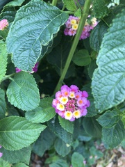 Lantana camara image