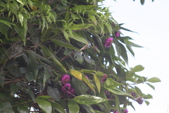 Elleanthus capitatus