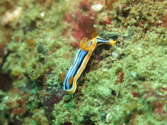 Chromodoris annae