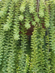 Sedum burrito