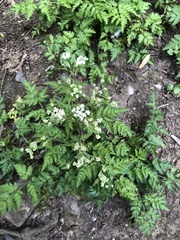 Anthriscus sylvestris