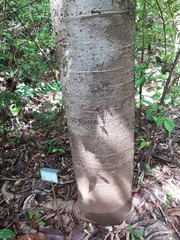 Cavanillesia platanifolia