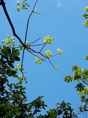 Cavanillesia platanifolia