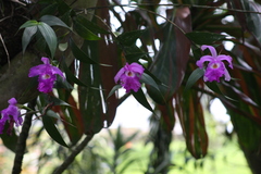 Sobralia macrantha