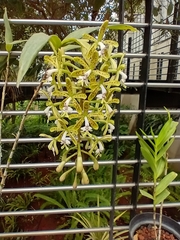 Epidendrum cristatum