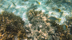 Lutjanus carponotatus