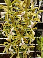 Epidendrum cristatum