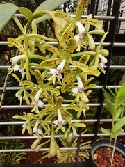 Epidendrum cristatum