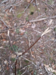 Viburnum lantanoides image