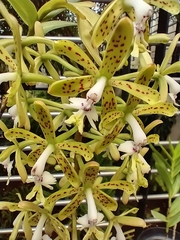 Epidendrum cristatum