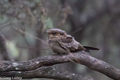 Caprimulgus madagascariensis