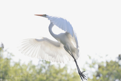 Ardea alba